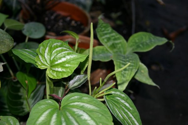 http://www.cloudjungle.com/CloudJungle/Piperaceae/Peperomia/Peperomia species spadix.jpg